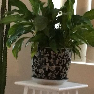 Meet your Posher, Daniela